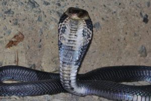 眼鏡蛇（タイワンコブラ）