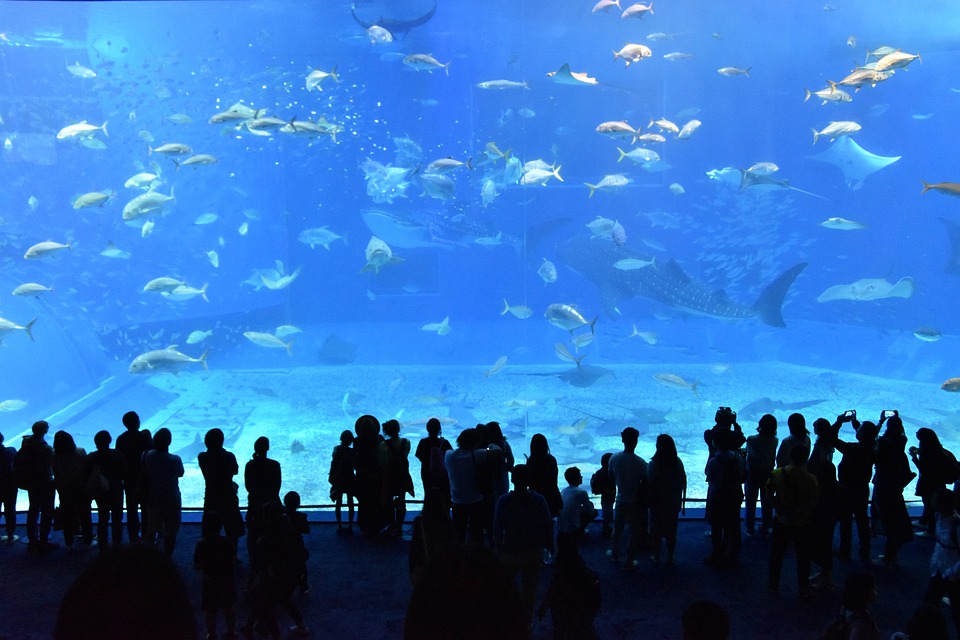 台湾人旅行客に人気の美ら海水族館